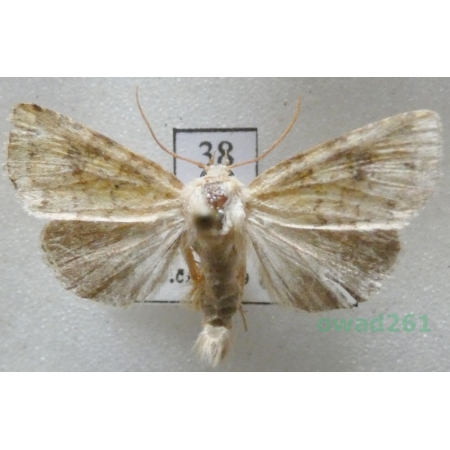 Atypha pulmonaris (Esper, 1790) Czech38